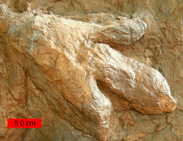 File:Gigandipus.JPG