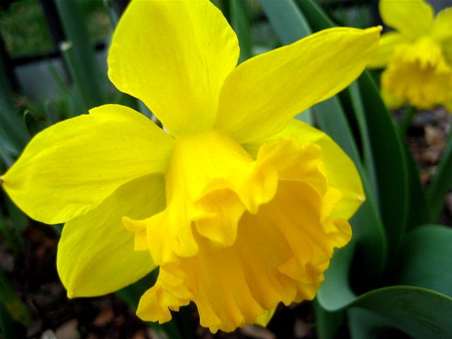 File:Daffodills (Narcissus) - 25.jpg