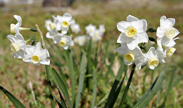 File:Jonquil flowers05.jpg