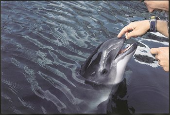 File:Porpoise touching.jpg