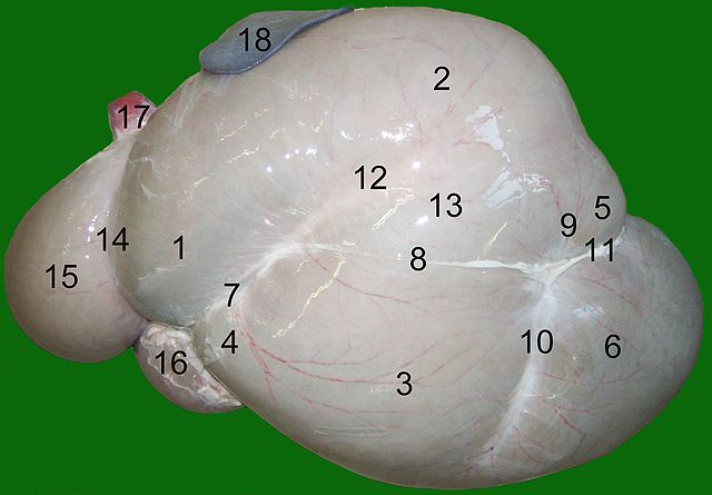 File:Rumen-sheep2.jpg