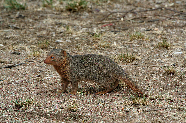 File:Helogale parvula, Serengeti.jpg