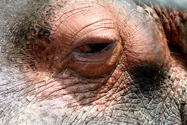 File:Eye of hippo.jpg