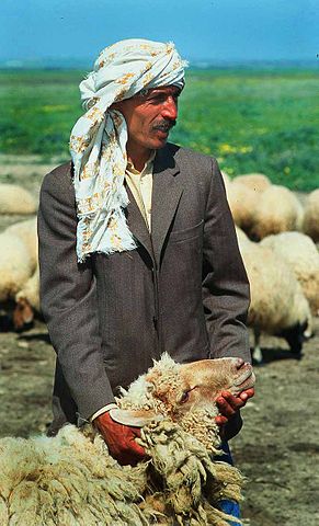 File:Tunisian man with sheep.jpg