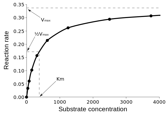 File:Michaelis-Menten saturation curve of an enzyme reaction.svg