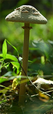 File:TallMushroom.jpg