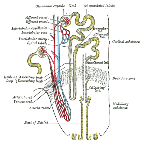 File:Gray1128.png