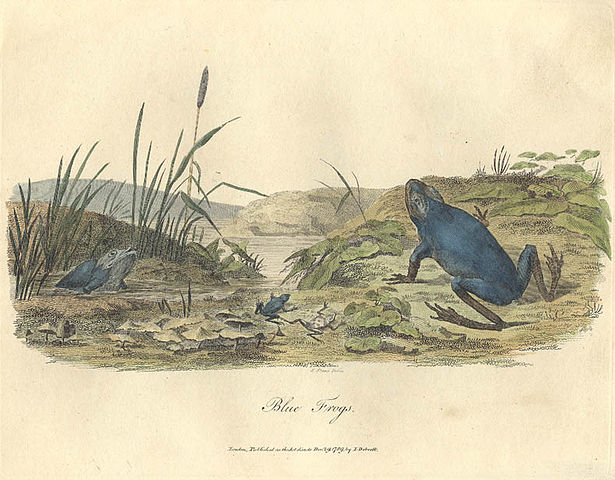 File:Blue frog old.jpg