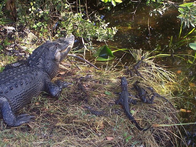File:Crocnest.JPG