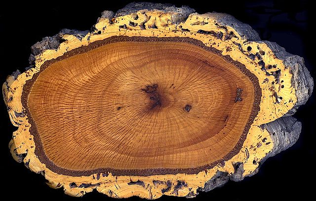 File:Cork oak trunk section.jpg