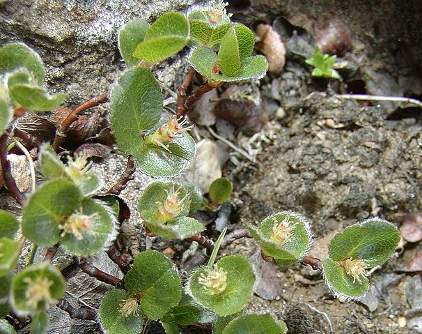 File:Salix herbacea.jpg