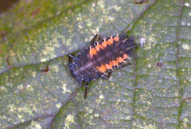 File:Pupal stage 2.jpg