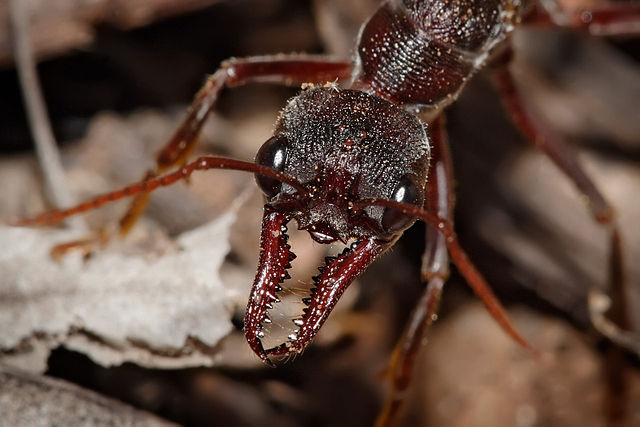 File:Bullant head detail.jpg