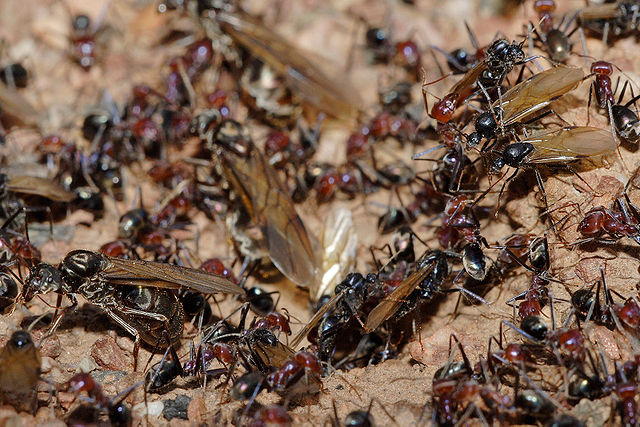 File:Meat eater ant nest swarming02.jpg