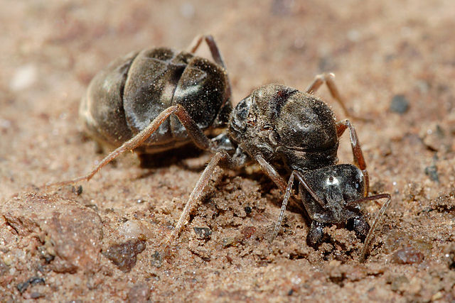 File:Meat eater ant qeen excavating hole.jpg