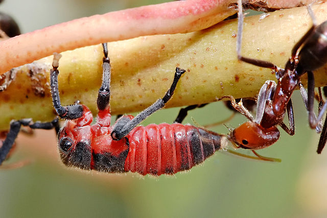 File:Common jassid nymph and ant.jpg