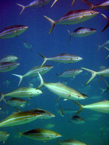 File:Elagatis bipinnulata.jpg