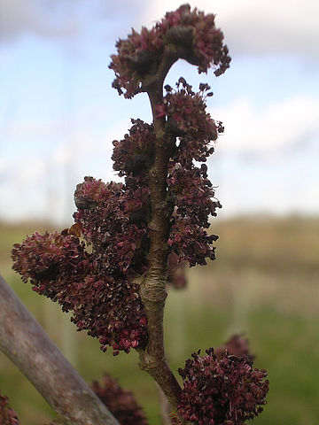 File:Columella flowers.jpg