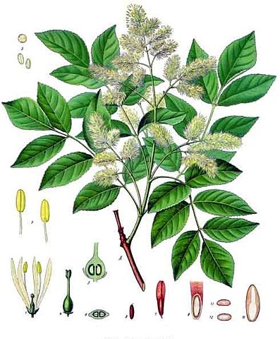 File:Fraxinus ornus - K&ouml;hler&ndash;s Medizinal-Pflanzen-062.jpg