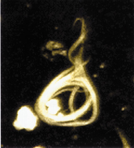 File:TAU HIGH.JPG