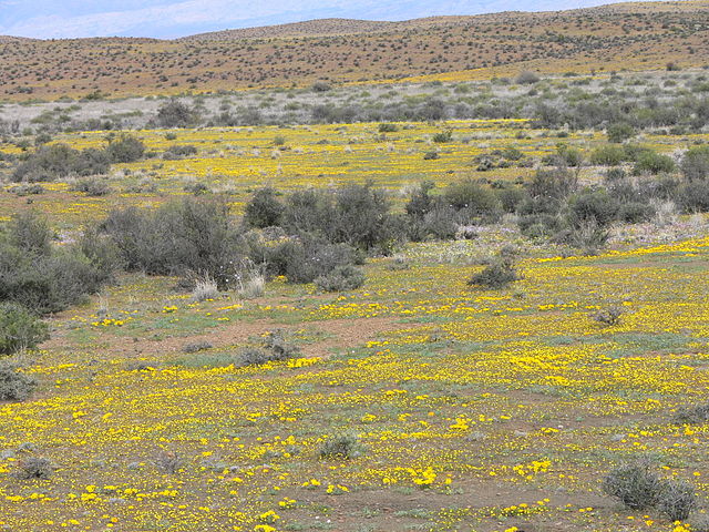 File:Karoo P1030683.JPG