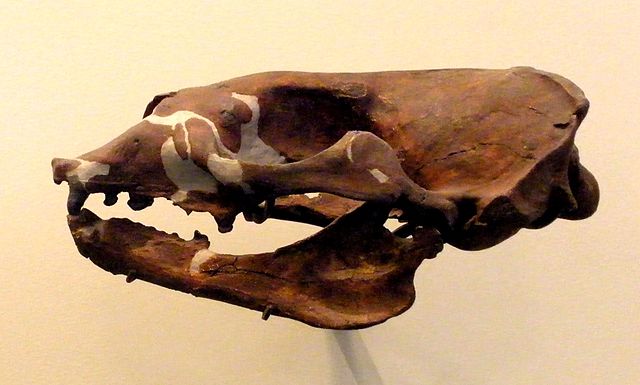 File:Piscophoca pacifica.JPG