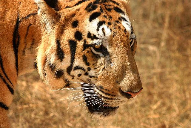File:Tiger in South India.jpg
