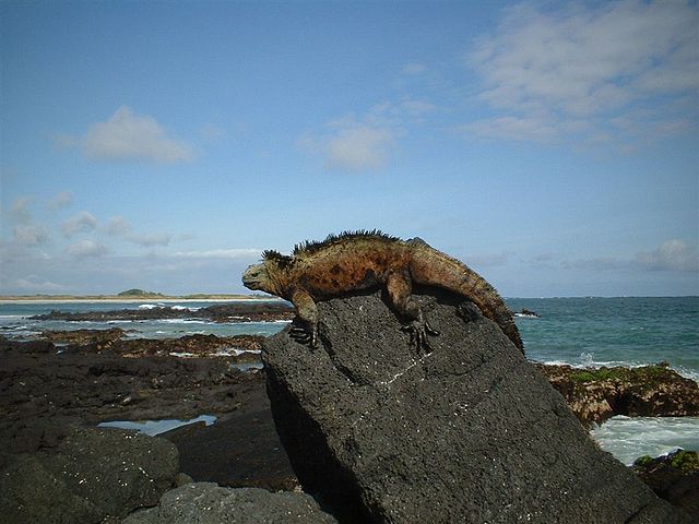 File:Galapagos iguana1.jpg