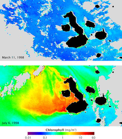 File:Chlorophyll concentration off the Galapagos archipelago during El Ni&ntilde;o and La Ni&ntilde;a.jpg