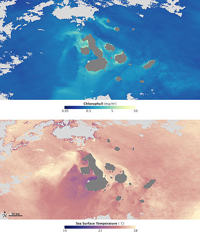 File:Sea surface temperature & chlorophyll concentrations off the Galapagos archipelago.jpg