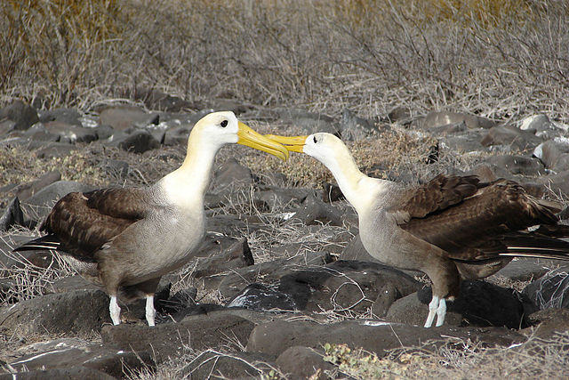 File:Waved albatross courtship.jpg